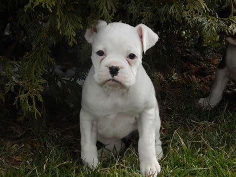 If you head online and look for small dogs for sale in wi or cheap puppies for sale in wisconsin under 100, you'll get plenty of results. Boxer puppy for sale in DANVILLE, OH. ADN-71502 on ...