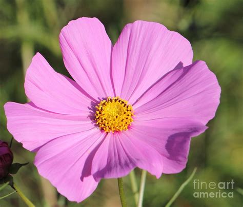Cosmos Photograph By Ursula Lawrence Fine Art America