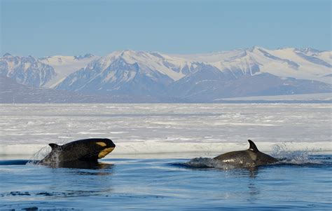 Orcas Aka Killer Whales Of Antarctica And The Sub Antarctic
