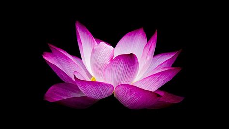 Lotus Flower Plant Free Photo On Pixabay Pixabay