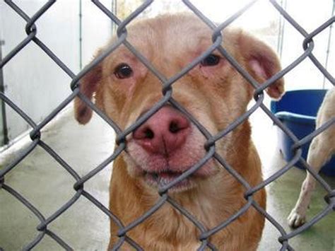 Common sources for adoptable pets are animal shelters and rescue groups. Another animal agency to take over pet adoption center in ...