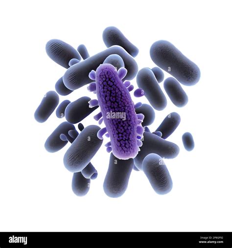 Pseudomonas Aeruginosa Bacteria Rod Shaped Purple Bacteria Pathogenic