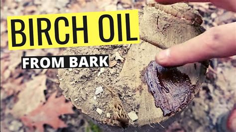 How To Make Birch Bark Oil From Start To Finish The Easy Way Youtube