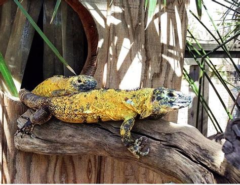 Banana Iguanas Reptiles Pet Unusual Animals Weird Animals