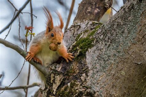 Beautiful wild squirrel | Cute squirrel, Squirrel, Animals