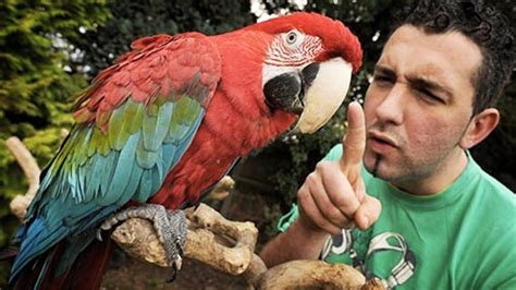 Funny Parrots ★ You Wont Believe These Parrots Are Real Hd Funny