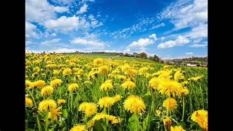 Eine sendung die spannenden fragen auf den grund geht. Der Natur auf der Spur - Löwenzahn | Echtzeit-TV