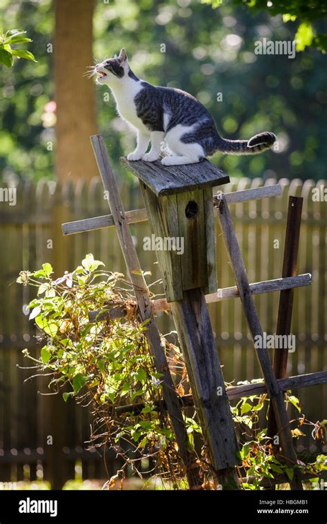 A Feral Cat Hunts For Birds In Someones Back Yard Stock Photo Alamy