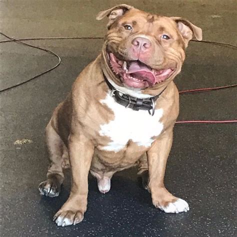 Pitbull Cant Stop Smiling After Being Rescued These 10 Photos Say It