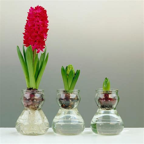 Hyacinth Bulbred Hyacinth Flowerswater Plant Easy Grow Plant For