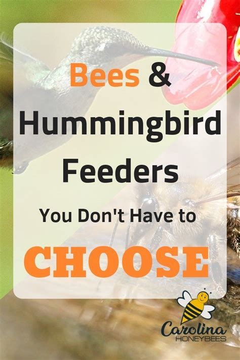 Varieties of bees such as honeybees, yellow jackets, hornets, and wasps how to get rid of bees at your hummingbird feeders: How to Keep Bees Away from Hummingbird Feeders-Carolina ...