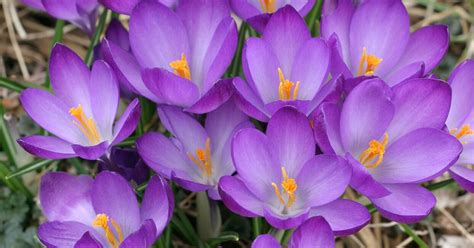 Maybe you would like to learn more about one of these? 19 Early-Blooming Spring Flowers for Your Garden | Better ...