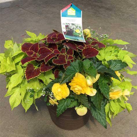We have closed for the 2021 season. Solenostemon scutellarioides Coleus HGTV Summer Flame™ and ...