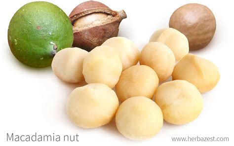 Macadamia Nut HerbaZest