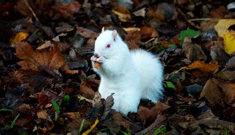 Albino Squirrel Poses For Cute Pictures In Edinburgh Garden Edinburgh