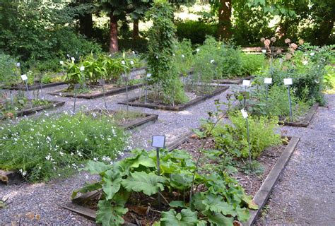 Medicinal Herb Garden In Our Nature