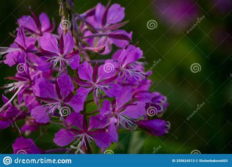 Pink Flowers Of Ivan Tea Boil Close Up Chamaenerion Angustifolium