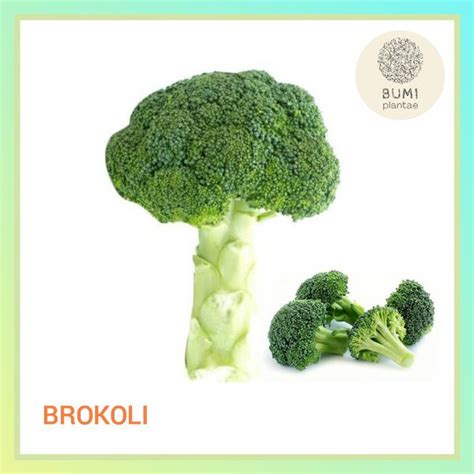 Jual Brokoli 1 Bonggol Sayur Segar Di Lapak Bumi Plantae Bukalapak