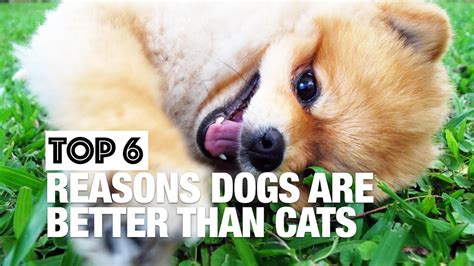 Six Reasons Why Dogs Are Better Than Cats Youtube