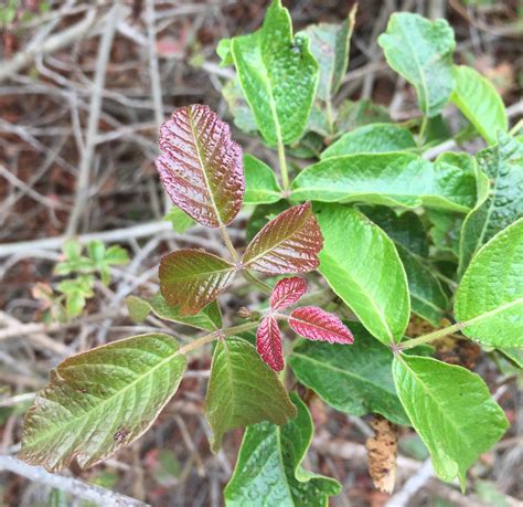 Poison Oak Natures Immune Response Guest Blog