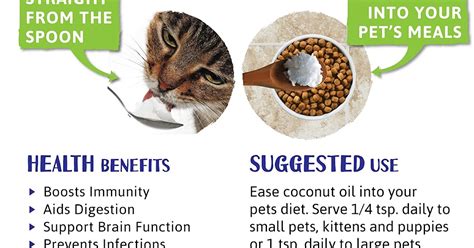 How To Use Coconut Oil To Kill Fleas On Cats