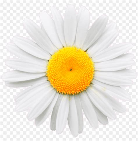 Daisy Flower With Transparent Background You Can Make This Painting