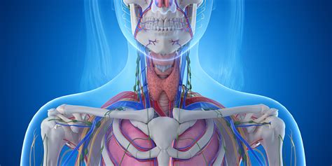 Anatomy Of The Throat And Neck Dr Larian