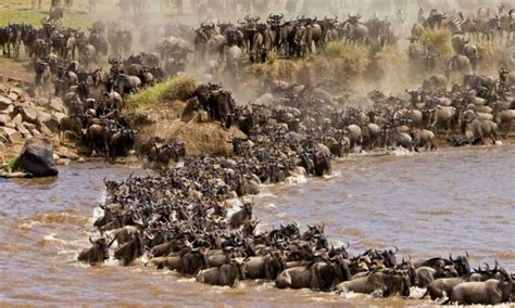 Wildebeest Migration In Masai Mara Masai Mara Safari