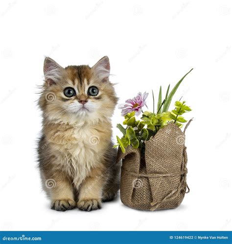 Cute Golden British Longhair Cat Kitten On White Background Stock Photo