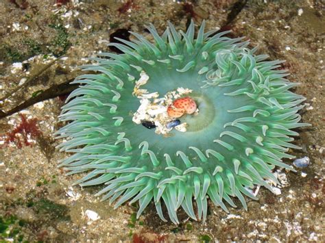Giant Green Sea Anemone Anthopleura Xanthogrammica Shooting From