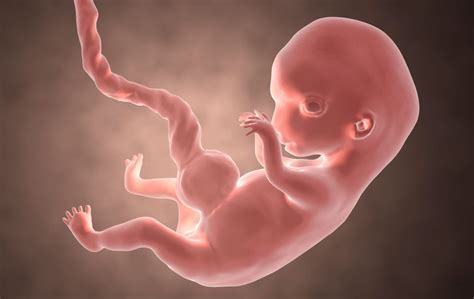 Embryo At 8 Weeks Pregnant
