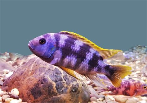 Mbuna Cichlids Care Guide Varieties And Lifespan With Pictures Hepper