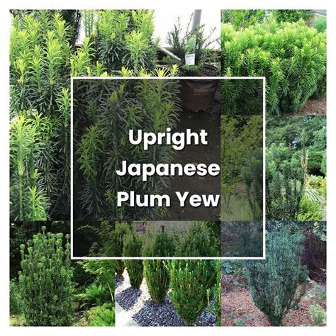 How To Grow Upright Japanese Plum Yew Plant Care Tips NorwichGardener