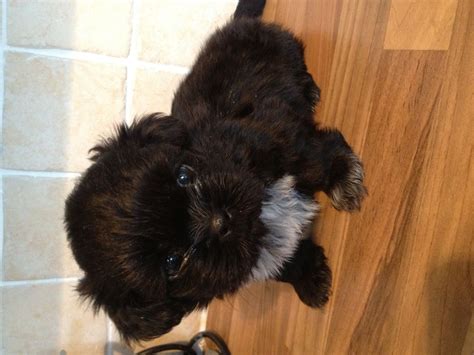 Shih tzu puppies for sale. Shih tzu puppies for sale. | Portland, Dorset | Pets4Homes