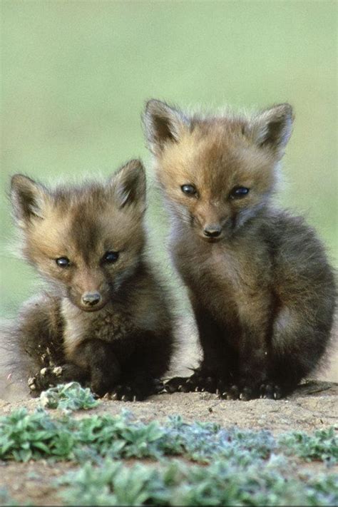 Cute Baby Animals 100 Reasons To Go Ahhhh Foxes Baby