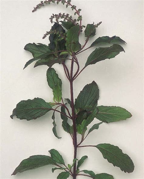 Medicinal Plants Kerala Thulasi Ocimum Sanctum