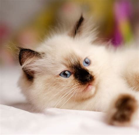 230 Ragdoll Cat Names Great Ideas For Naming Your Ragdoll Kitten