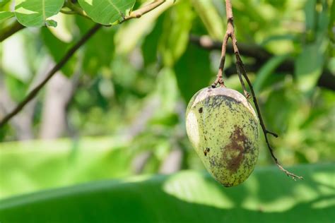 Mango Tree Care Tips On Keeping Things Healthy
