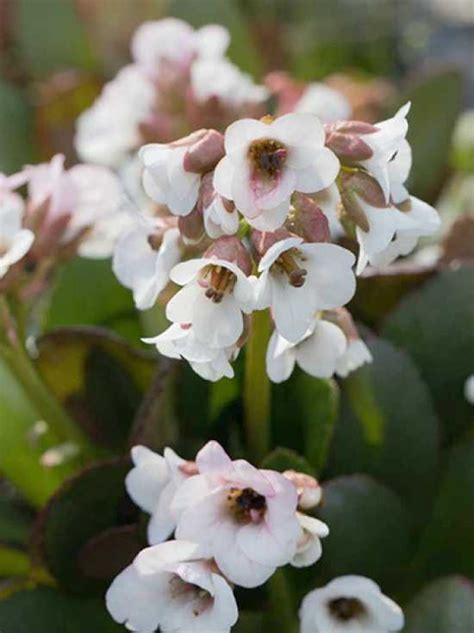 Bergenie Riesensteinbrech Dragonfly Angel Kiss Bergenia