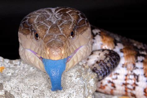 Blue Tongued Skink Facts Habitat Diet Pet Care Babies Pictures