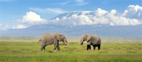 Be able to keep the real prince. Travel Tips for Kilimanjaro in Tanzania | Enchanting Travels