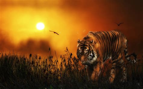 Tiger Full Hd Wallpaper And Background Image 1920x1200 Id525097