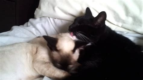 Cute Siamese Cat Licking Moggie Youtube