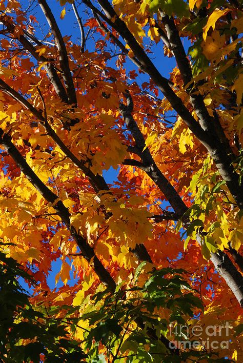 Autumn Trees Photograph By Nancy Mueller Fine Art America