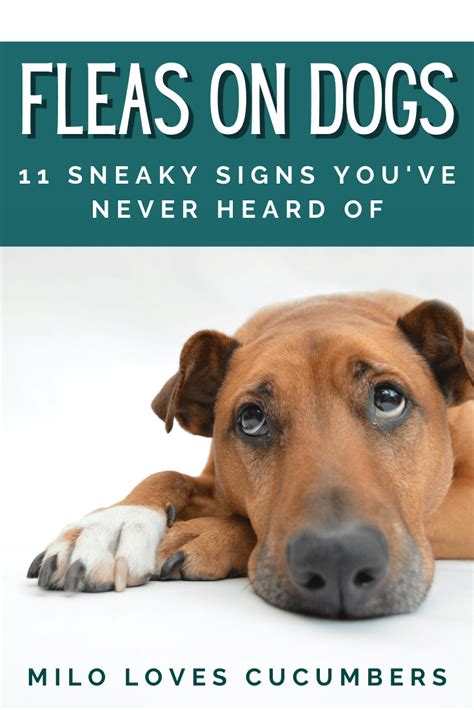 11 Sneaky Signs Your Dog Has Fleas Milo Loves Cucumbers