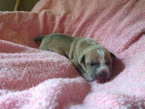 Tyler has been a part of manmade kennels pitbull family for over 10 years. Adorable Registered Blue & Tri Color Pitbull Puppies for Sale in Granite City, Illinois ...