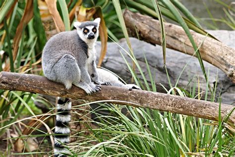 Ring Tailed Lemur Lemur Catta Photographed At Adelaide Flickr