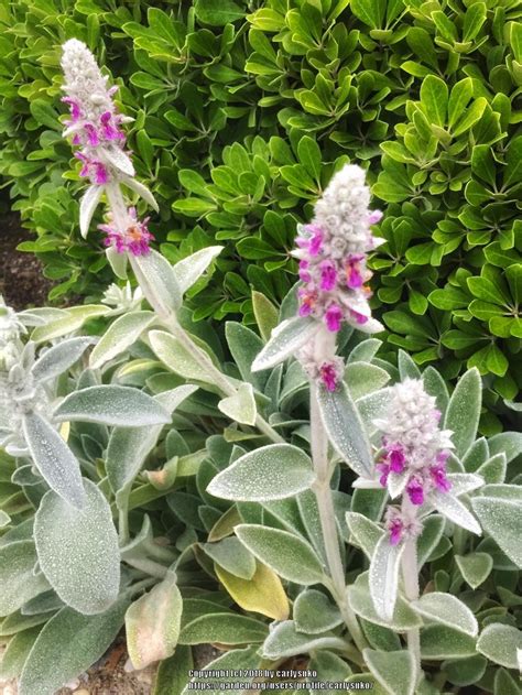 Lambs Ears Plant Care And Collection Of Varieties