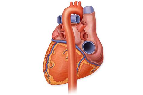 Aorta Anatomy