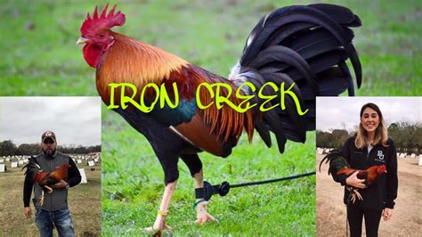 Iron Creek Corded Cock Stag Youtube